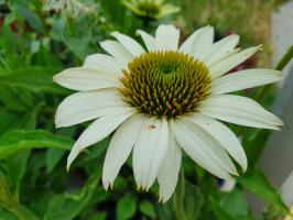 Třapatka / Echinacea nachová Alba